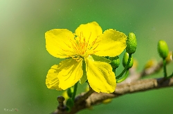 Thông báo : Lịch nghỉ Tết âm lịch 2019